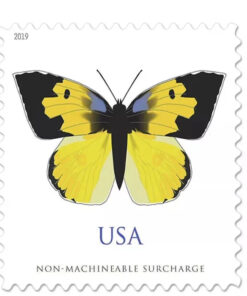 2019 California Dogface Butterfly